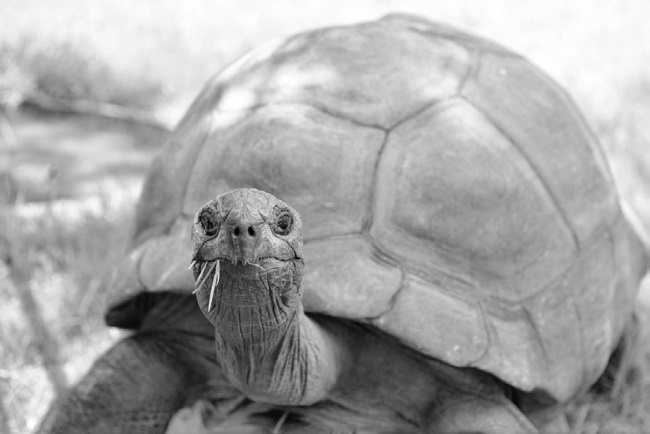 Иллюстрация к книге — Тайны бессмертия [i_036.jpg]