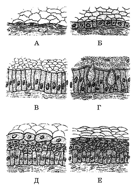 Иллюстрация к книге — Возрастная анатомия и физиология. Основы профилактики и коррекции нарушений в развитии детей [i_005.jpg]