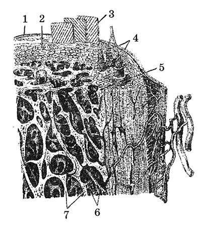 Иллюстрация к книге — Возрастная анатомия и физиология. Основы профилактики и коррекции нарушений в развитии детей [i_007.jpg]
