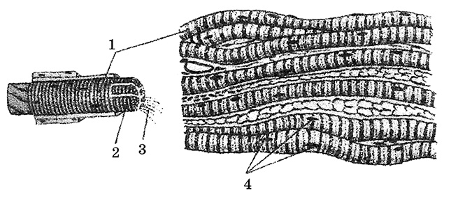Иллюстрация к книге — Возрастная анатомия и физиология. Основы профилактики и коррекции нарушений в развитии детей [i_008.jpg]