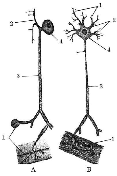 Иллюстрация к книге — Возрастная анатомия и физиология. Основы профилактики и коррекции нарушений в развитии детей [i_009.jpg]