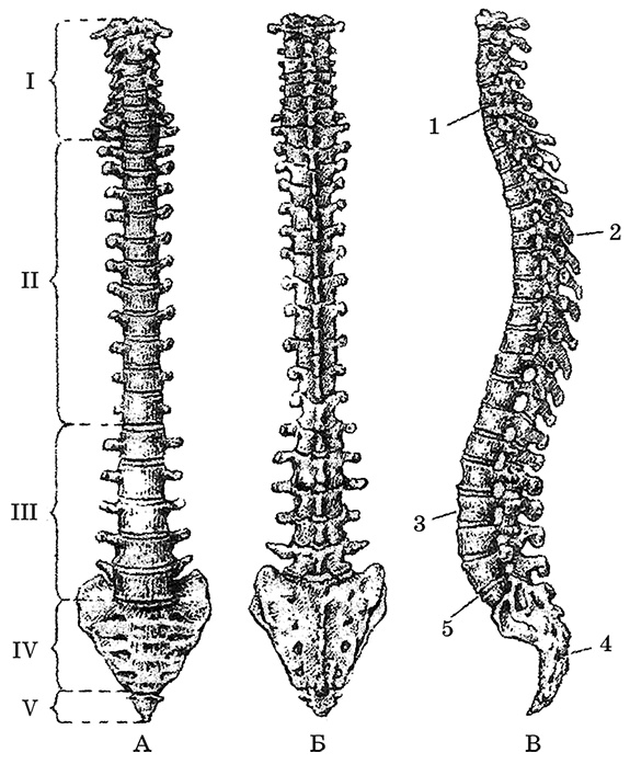 Иллюстрация к книге — Возрастная анатомия и физиология. Основы профилактики и коррекции нарушений в развитии детей [i_011.jpg]