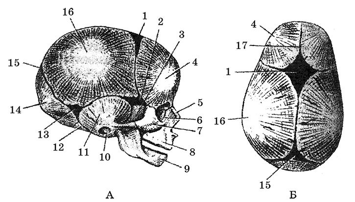 Иллюстрация к книге — Возрастная анатомия и физиология. Основы профилактики и коррекции нарушений в развитии детей [i_012.jpg]