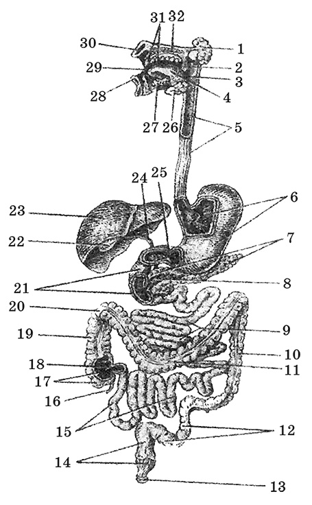 Иллюстрация к книге — Возрастная анатомия и физиология. Основы профилактики и коррекции нарушений в развитии детей [i_014.jpg]