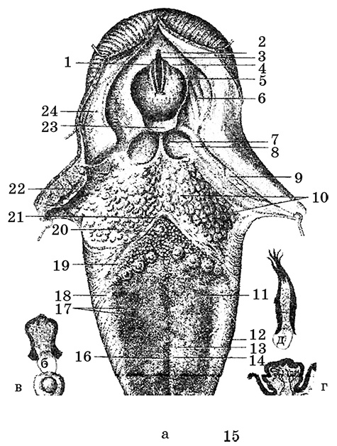 Иллюстрация к книге — Возрастная анатомия и физиология. Основы профилактики и коррекции нарушений в развитии детей [i_017.jpg]