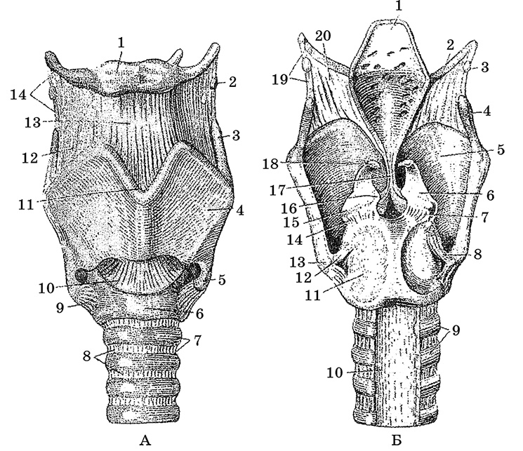 Иллюстрация к книге — Возрастная анатомия и физиология. Основы профилактики и коррекции нарушений в развитии детей [i_023.jpg]