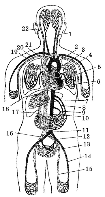 Иллюстрация к книге — Возрастная анатомия и физиология. Основы профилактики и коррекции нарушений в развитии детей [i_028.jpg]