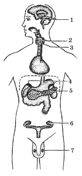 Иллюстрация к книге — Возрастная анатомия и физиология. Основы профилактики и коррекции нарушений в развитии детей [i_036.jpg]