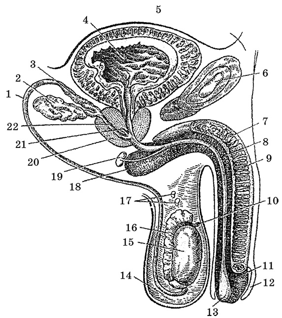 Иллюстрация к книге — Возрастная анатомия и физиология. Основы профилактики и коррекции нарушений в развитии детей [i_040.jpg]