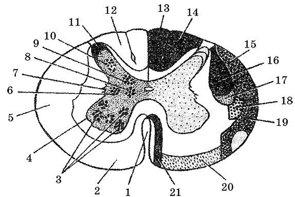 Иллюстрация к книге — Возрастная анатомия и физиология. Основы профилактики и коррекции нарушений в развитии детей [i_043.jpg]