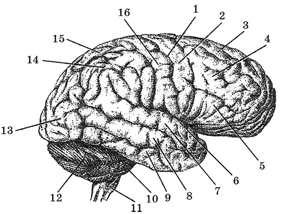 Иллюстрация к книге — Возрастная анатомия и физиология. Основы профилактики и коррекции нарушений в развитии детей [i_044.jpg]