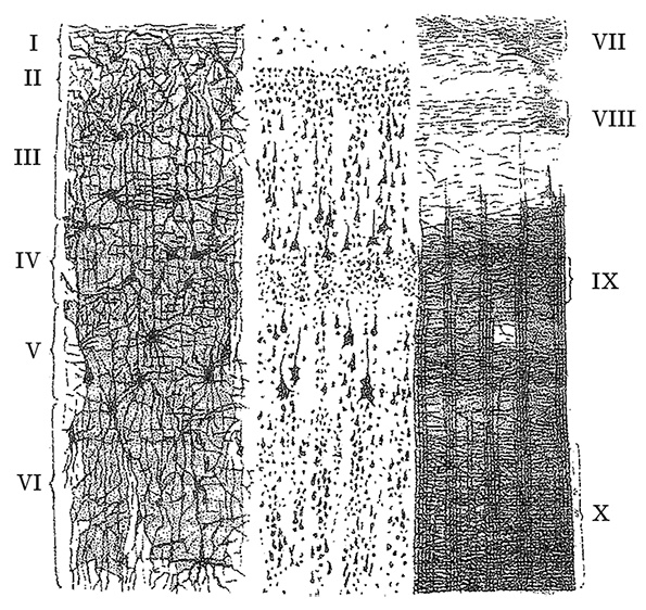 Иллюстрация к книге — Возрастная анатомия и физиология. Основы профилактики и коррекции нарушений в развитии детей [i_045.jpg]