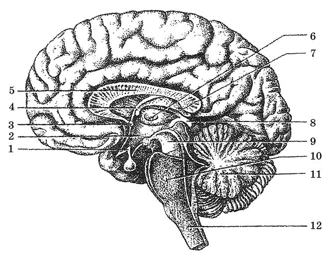 Иллюстрация к книге — Возрастная анатомия и физиология. Основы профилактики и коррекции нарушений в развитии детей [i_049.jpg]