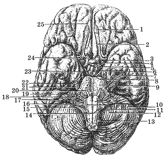 Иллюстрация к книге — Возрастная анатомия и физиология. Основы профилактики и коррекции нарушений в развитии детей [i_050.jpg]