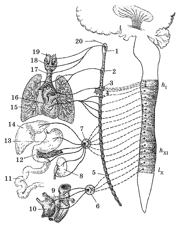 Иллюстрация к книге — Возрастная анатомия и физиология. Основы профилактики и коррекции нарушений в развитии детей [i_051.jpg]