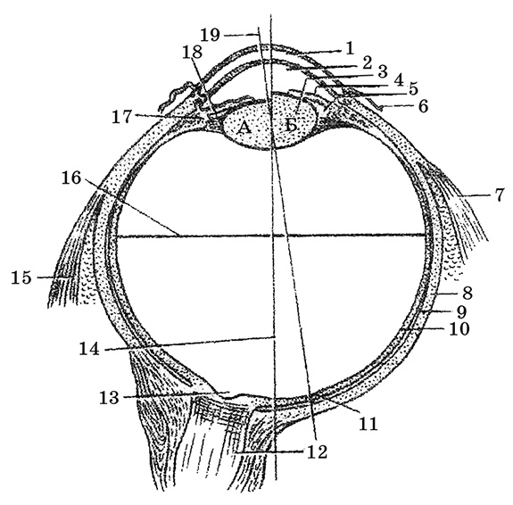 Иллюстрация к книге — Возрастная анатомия и физиология. Основы профилактики и коррекции нарушений в развитии детей [i_052.jpg]