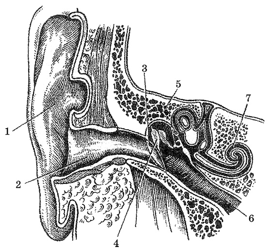 Иллюстрация к книге — Возрастная анатомия и физиология. Основы профилактики и коррекции нарушений в развитии детей [i_054.jpg]