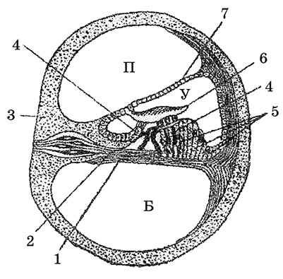 Иллюстрация к книге — Возрастная анатомия и физиология. Основы профилактики и коррекции нарушений в развитии детей [i_057.jpg]