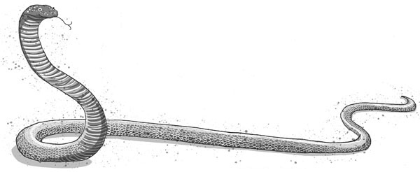 Иллюстрация к книге — Школа волшебных зверей [cobra.jpg_2.jpg]