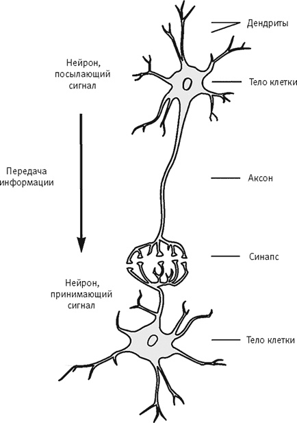 Иллюстрация к книге — Век самопознания. Поиски бессознательного в искусстве и науке с начала XX века до наших дней [i_061.jpg]