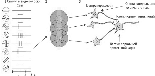 Иллюстрация к книге — Век самопознания. Поиски бессознательного в искусстве и науке с начала XX века до наших дней [i_068.jpg]