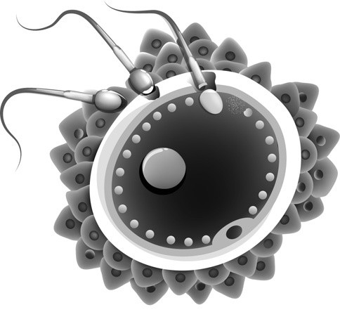 Иллюстрация к книге — Я - будущая мама! Беременность, роды и первый год жизни ребенка [i_005.jpg]