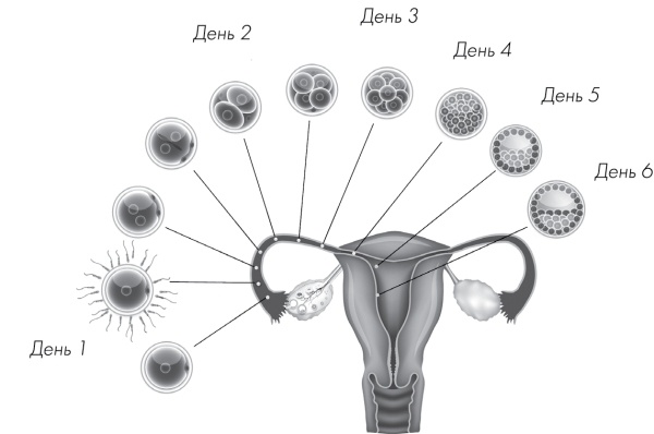 Иллюстрация к книге — Я - будущая мама! Беременность, роды и первый год жизни ребенка [i_015.jpg]