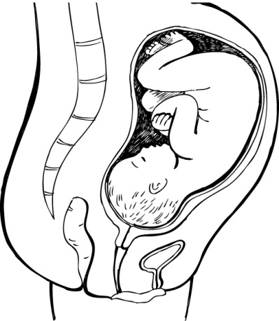 Иллюстрация к книге — Я - будущая мама! Беременность, роды и первый год жизни ребенка [i_021.jpg]
