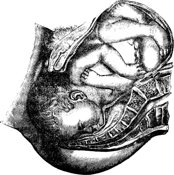 Иллюстрация к книге — Я - будущая мама! Беременность, роды и первый год жизни ребенка [i_027.jpg]