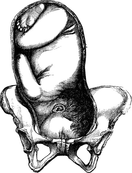 Иллюстрация к книге — Я - будущая мама! Беременность, роды и первый год жизни ребенка [i_028.jpg]