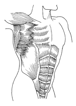 Иллюстрация к книге — Школа лентяев, или Тибетская оздоровительная гимнастика для внутренних органов [i_032.jpg]