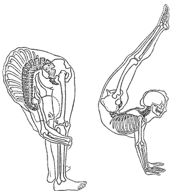 Иллюстрация к книге — Школа лентяев, или Тибетская оздоровительная гимнастика для внутренних органов [i_038.jpg]