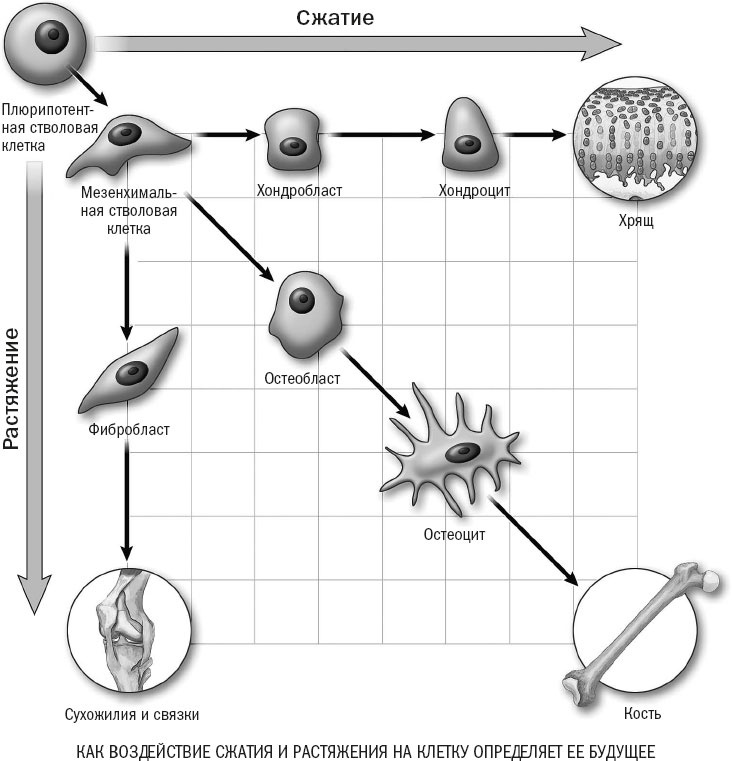 Иллюстрация к книге — Йога при остеопорозе [_26.jpg]