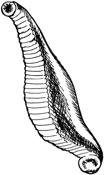 Иллюстрация к книге — Всегда готов! Курс выживания в экстремальных условиях для современных мужчин [_39leech.jpg]