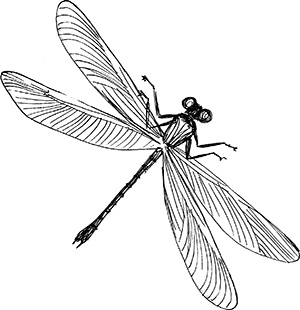 Иллюстрация к книге — Волшебник с пятачком [i_023.jpg]