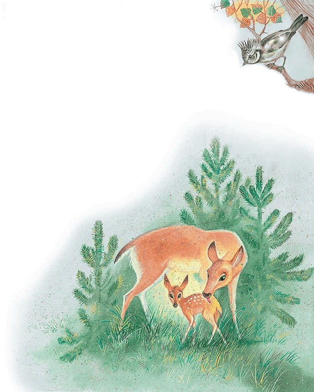 Иллюстрация к книге — Бемби [i_006.jpg]