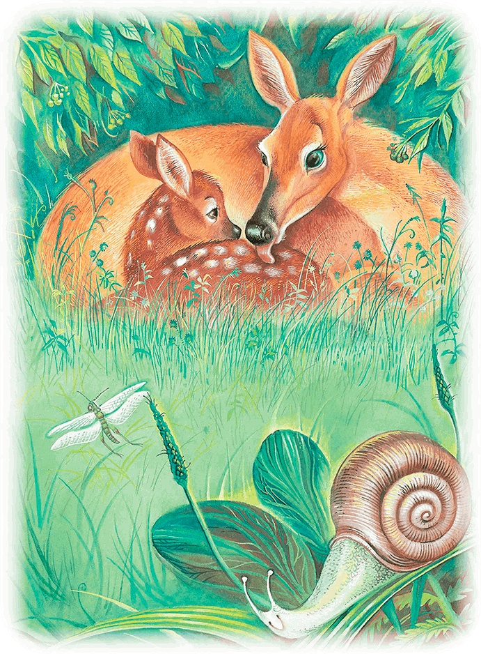 Иллюстрация к книге — Бемби [i_007.jpg]