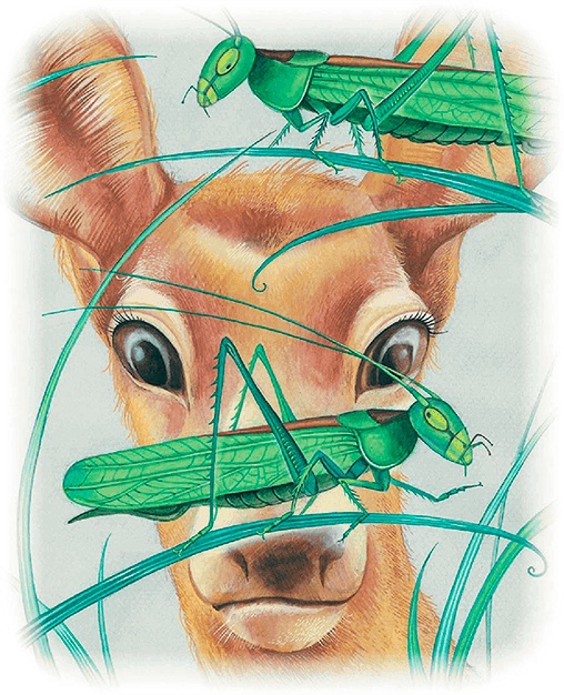 Иллюстрация к книге — Бемби [i_011.jpg]