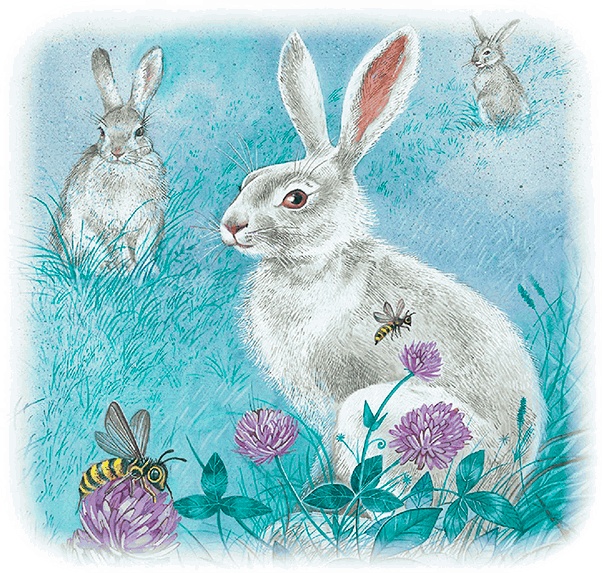 Иллюстрация к книге — Бемби [i_013.jpg]