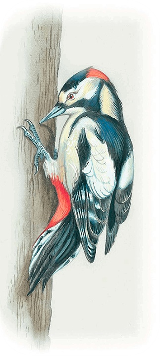 Иллюстрация к книге — Бемби [i_032.jpg]