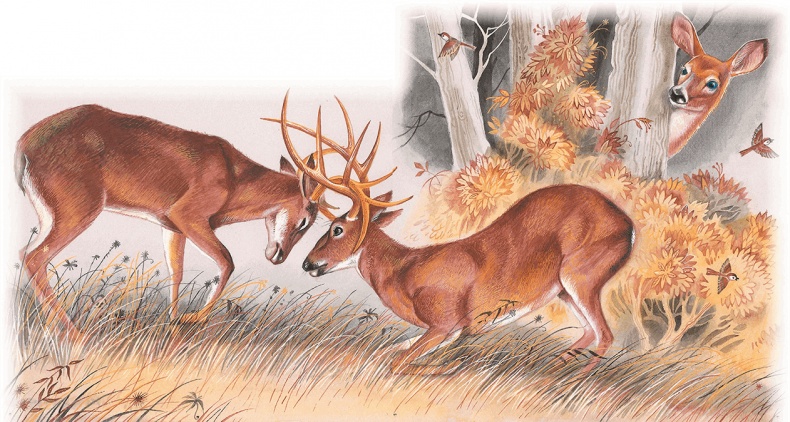 Иллюстрация к книге — Бемби [i_034.jpg]