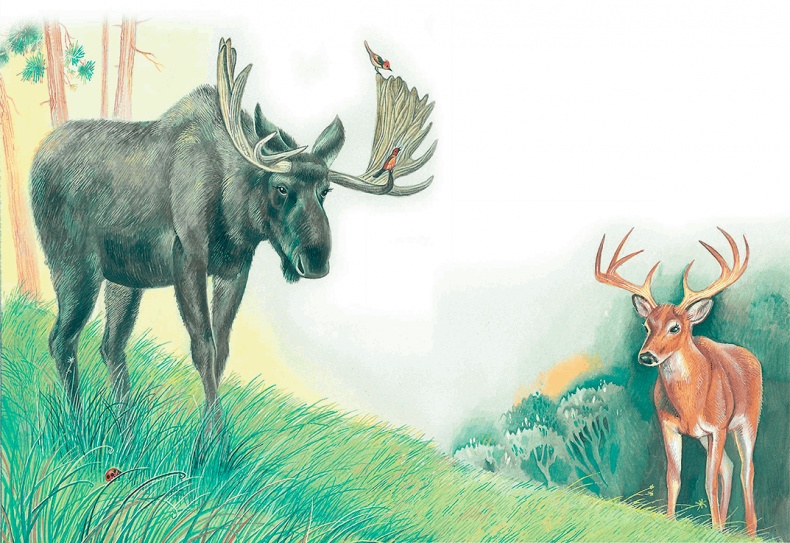 Иллюстрация к книге — Бемби [i_036.jpg]