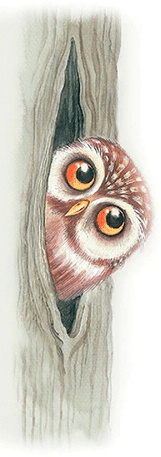 Иллюстрация к книге — Бемби [i_046.jpg]