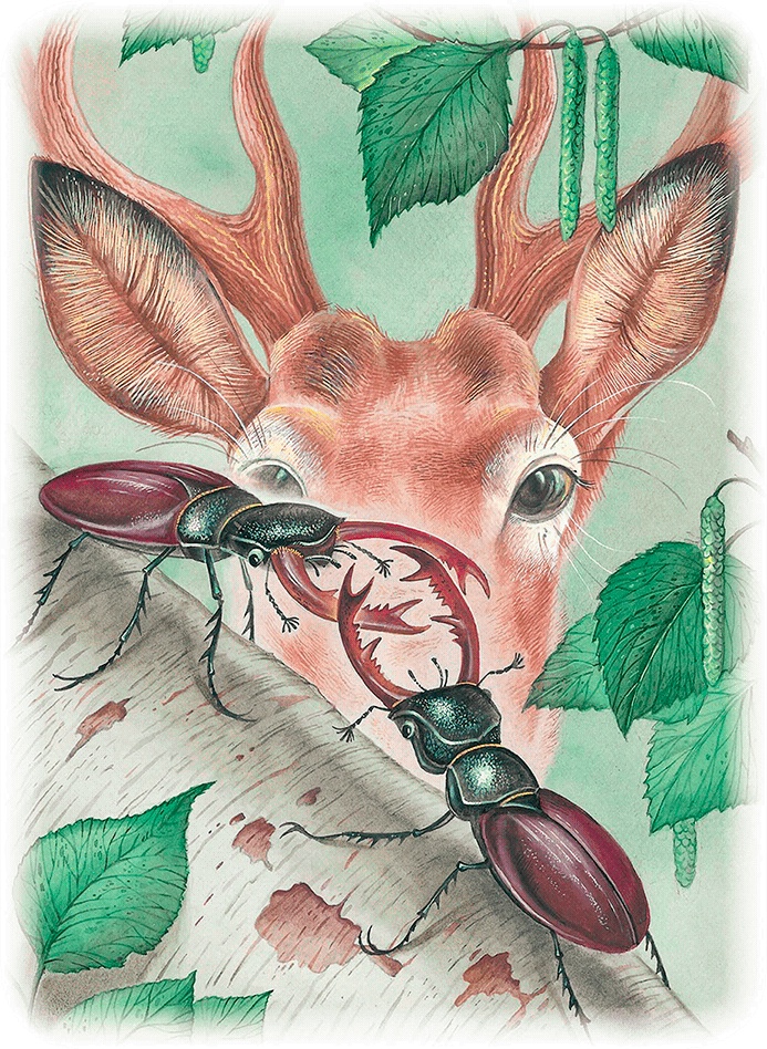 Иллюстрация к книге — Бемби [i_047.jpg]