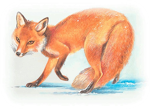 Иллюстрация к книге — Бемби [i_055.jpg]