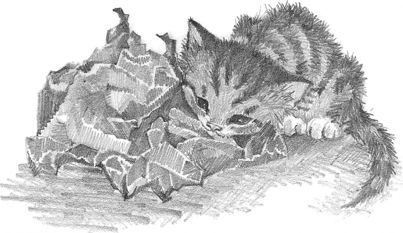 Иллюстрация к книге — Котёнок Снежинка, или Зимнее волшебство [i_029.jpg]