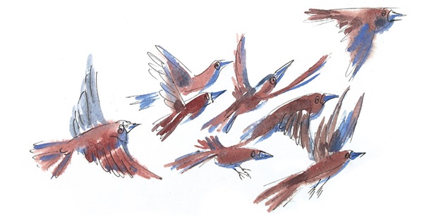 Иллюстрация к книге — Ворон Клара и яблочный год [i_003.jpg]