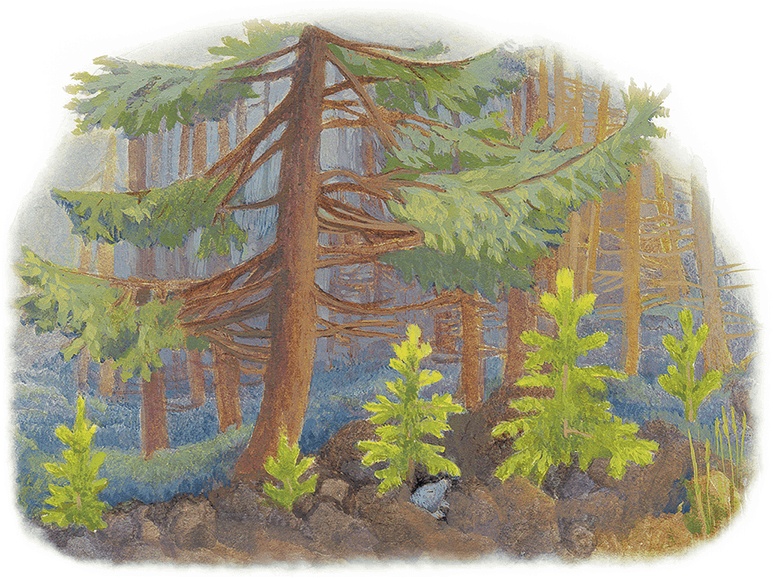 Иллюстрация к книге — Жук на ниточке [i_025.jpg]