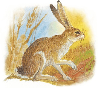 Иллюстрация к книге — Жук на ниточке [i_041.jpg]