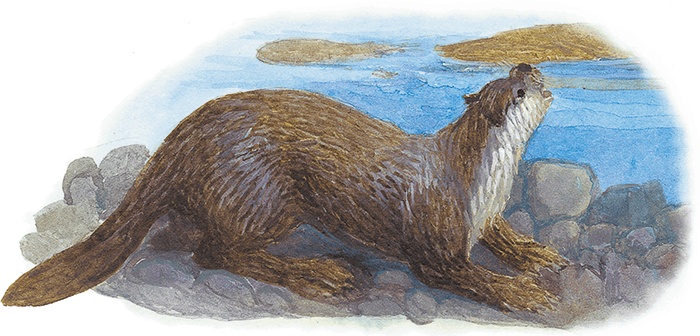 Иллюстрация к книге — Жук на ниточке [i_046.jpg]